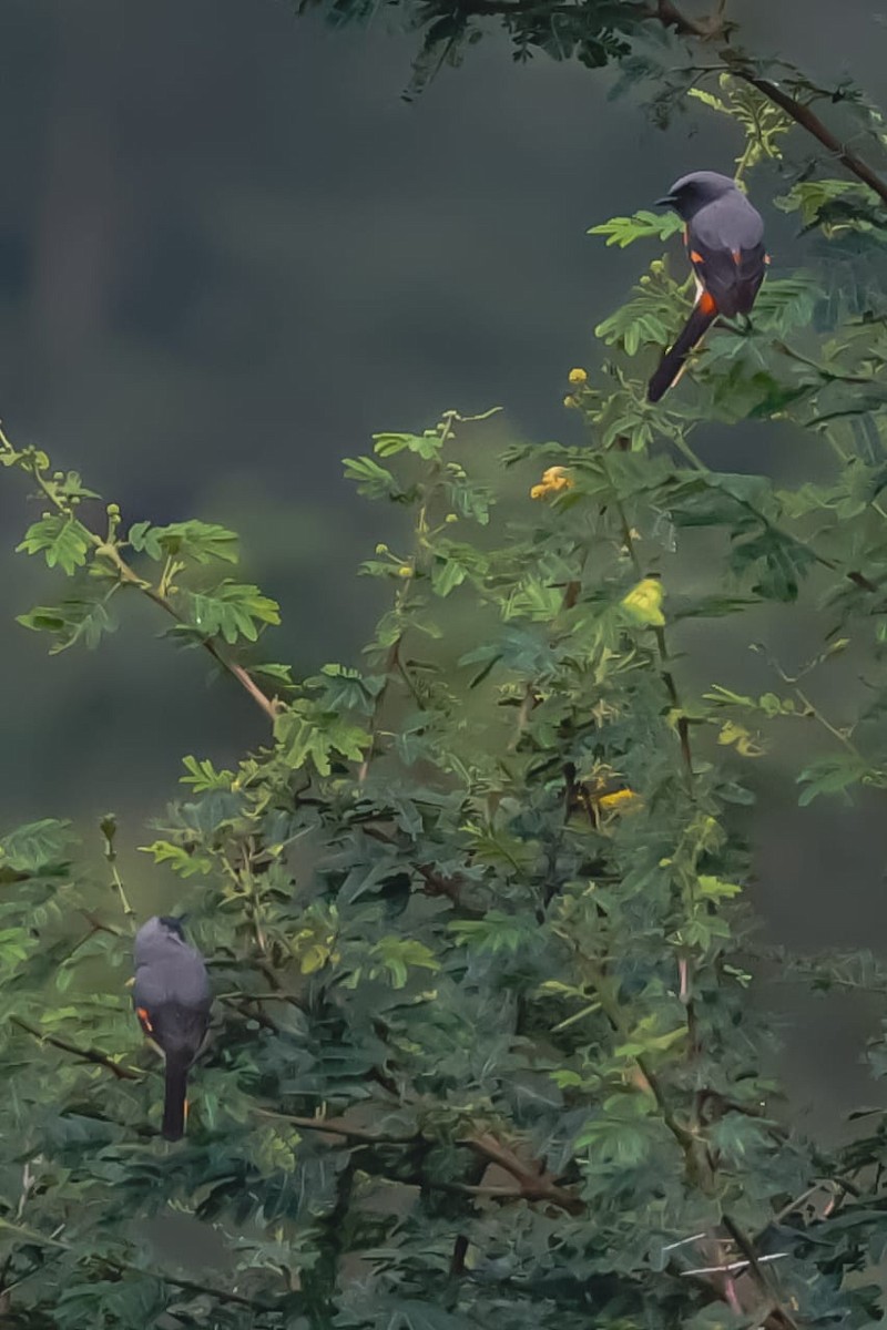 Zwergmennigvogel - ML645589249