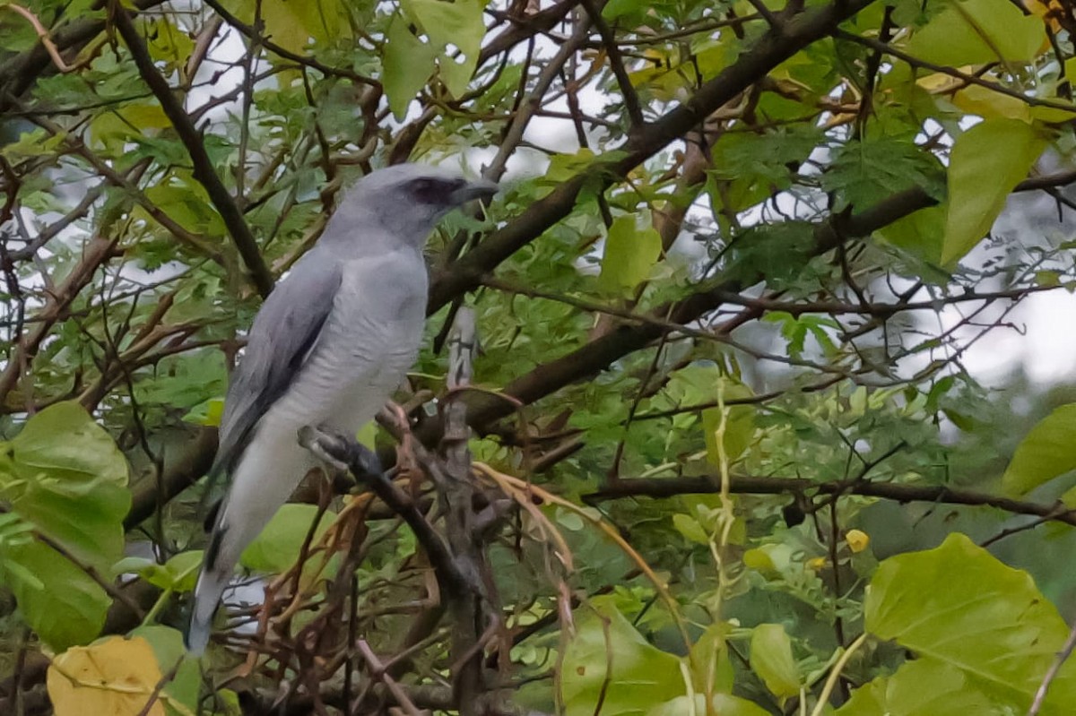Indian Cuckooshrike - ML645589258