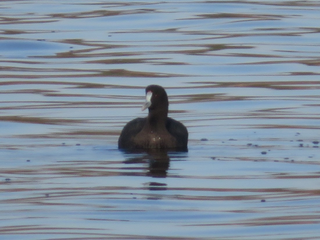 Red-knobbed Coot - ML645589259