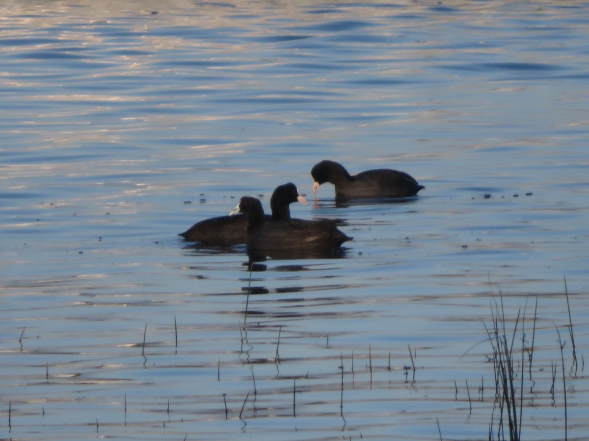 Red-knobbed Coot - ML645589260