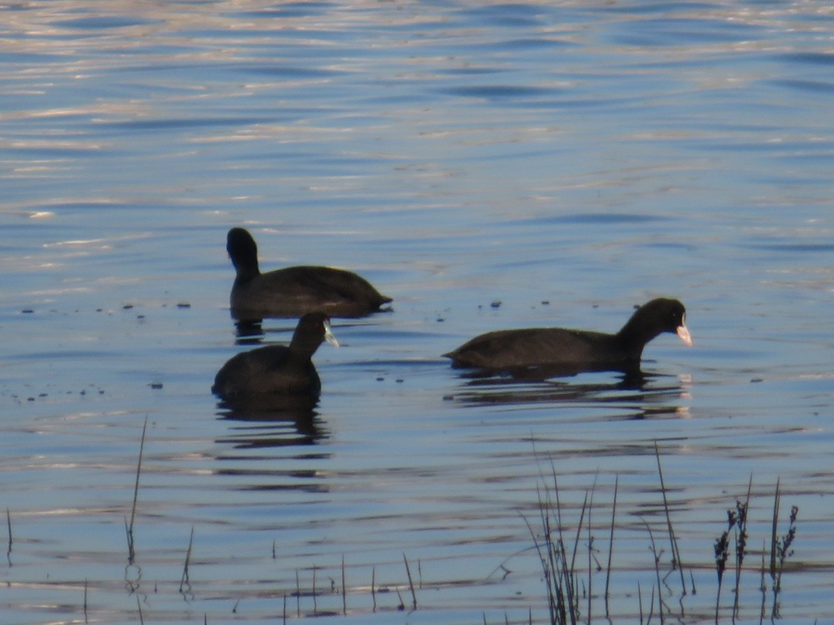 Red-knobbed Coot - ML645589261