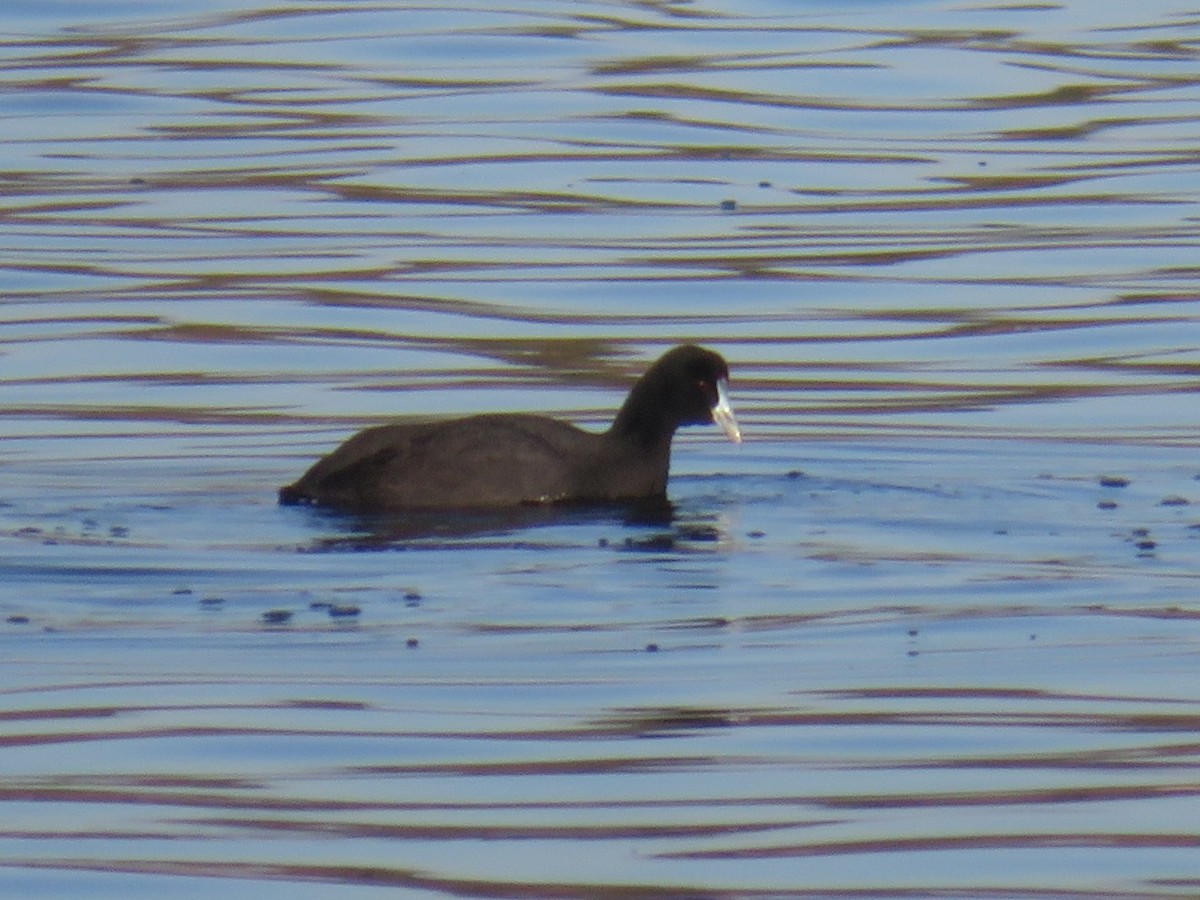 Red-knobbed Coot - ML645589262