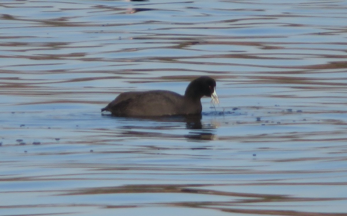 Red-knobbed Coot - ML645589263