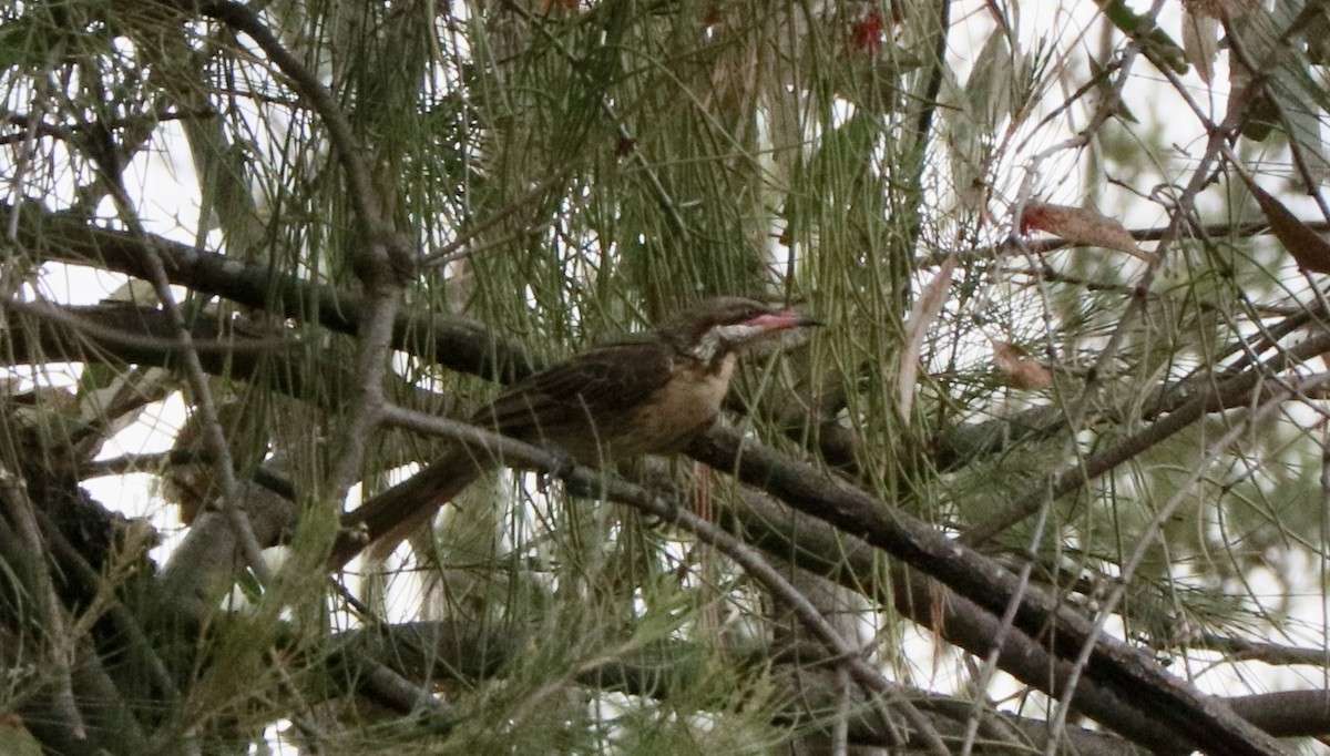 Spiny-cheeked Honeyeater - ML645589264