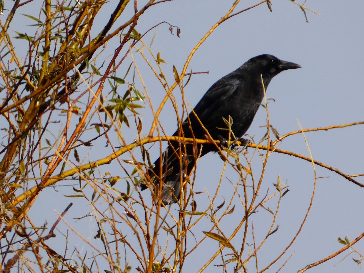 Carrion Crow - ML645589265