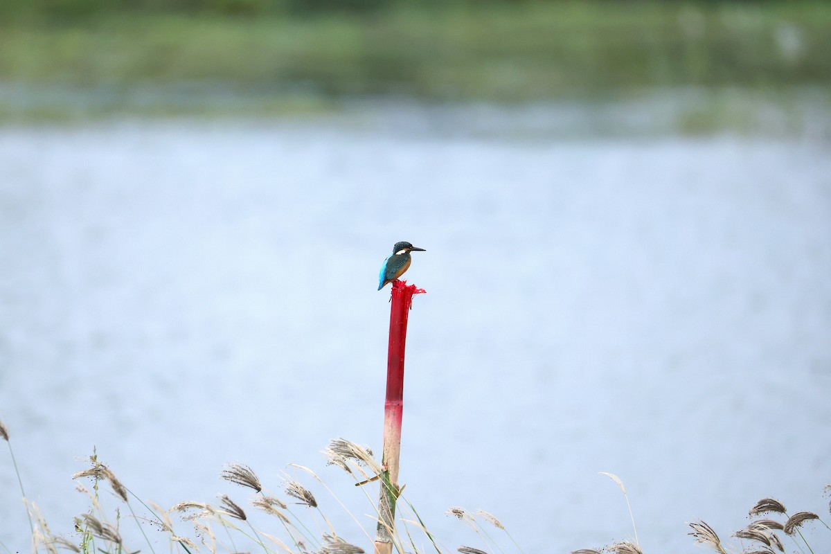 Common Kingfisher - ML645589266