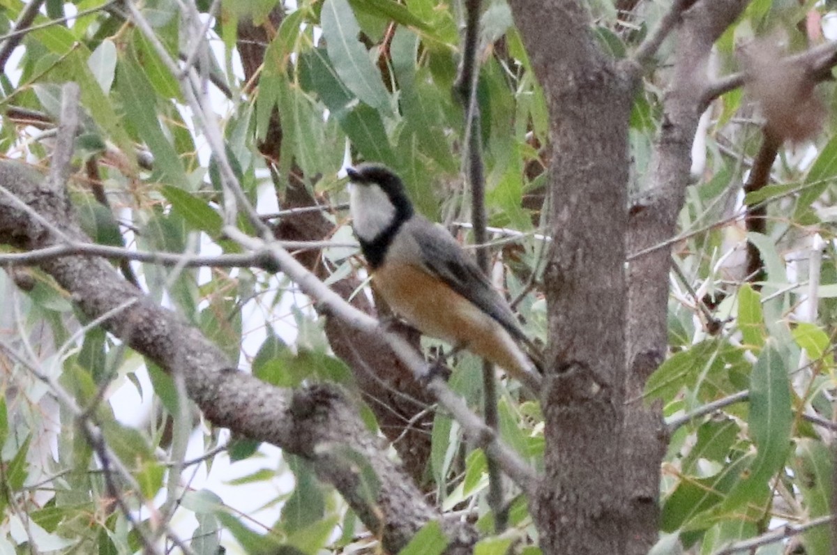 Rufous Whistler - ML645589267