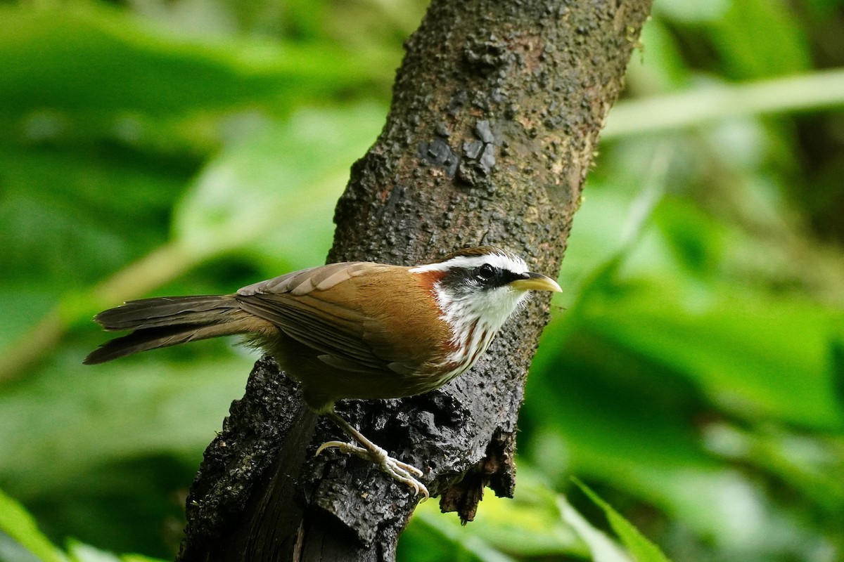 Streak-breasted Scimitar-Babbler - ML645589268