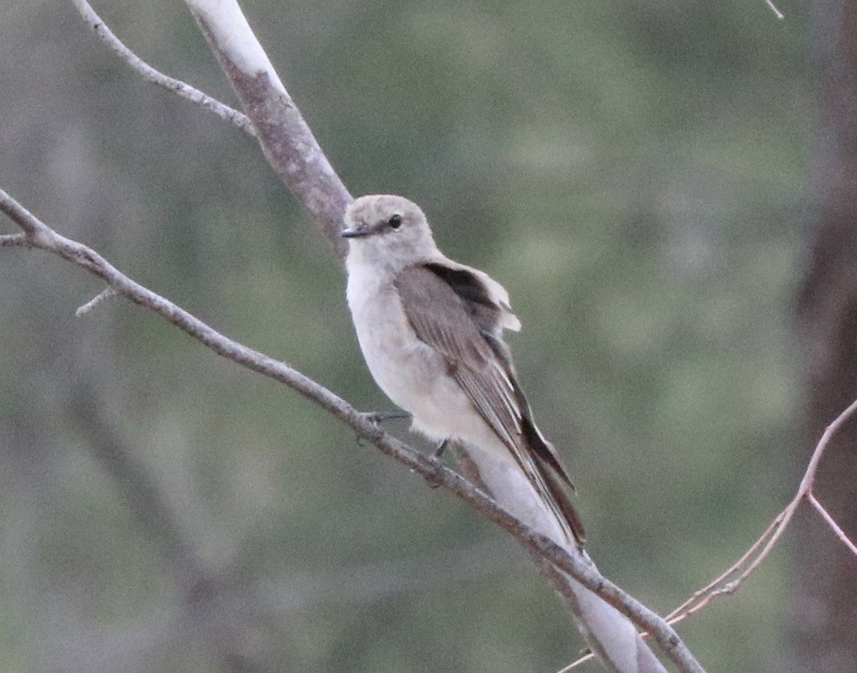 Jacky-winter - ML645589269