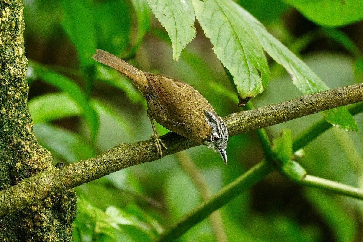 Gray-throated Babbler - ML645589270