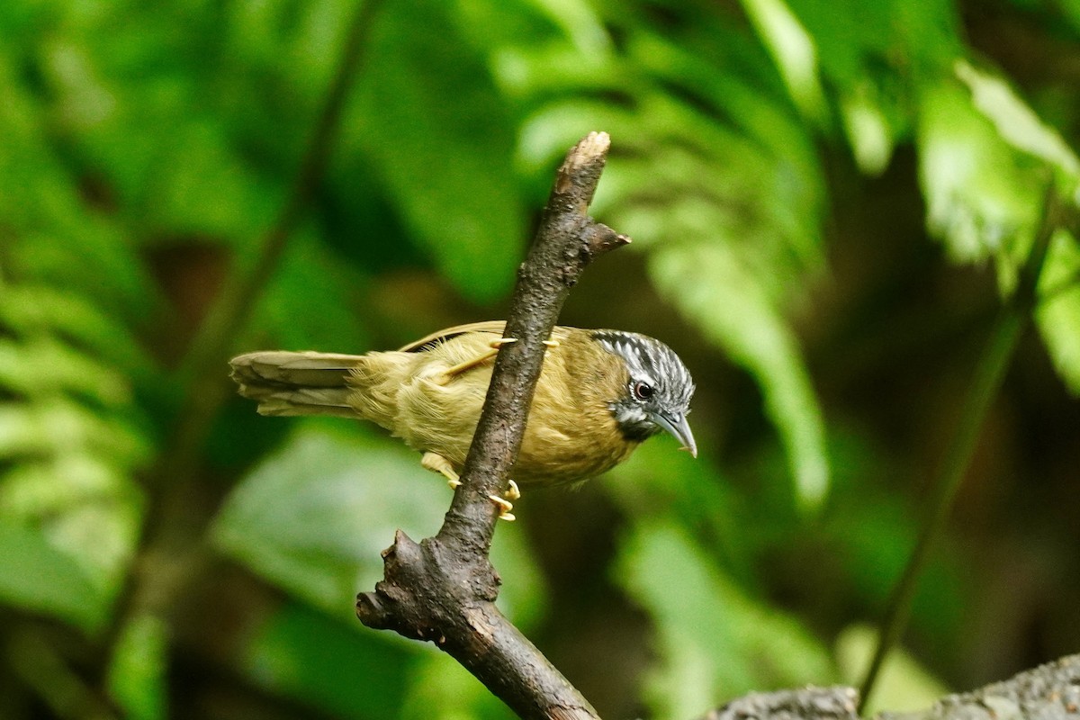 Gray-throated Babbler - ML645589271