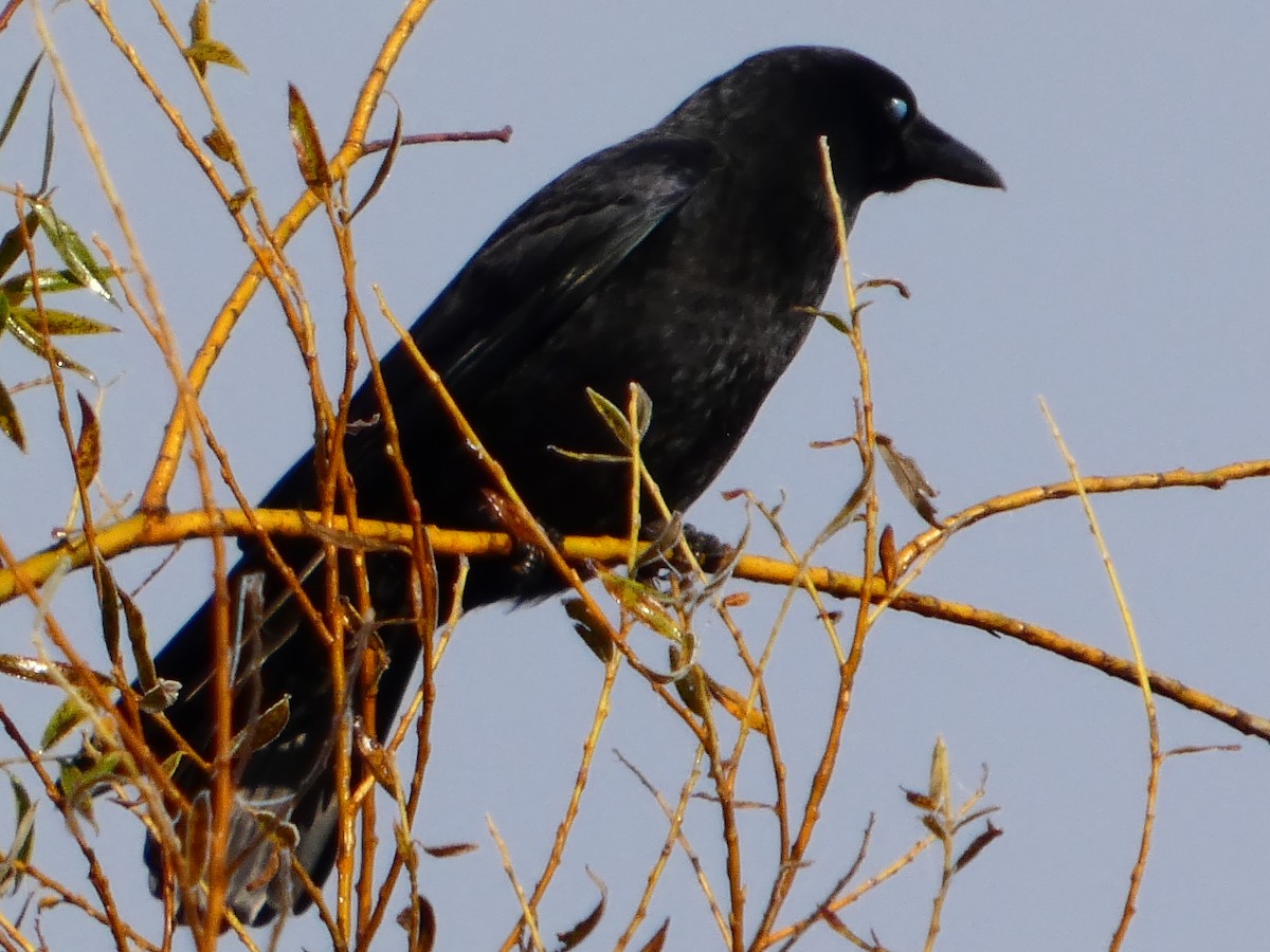 Carrion Crow - ML645589272
