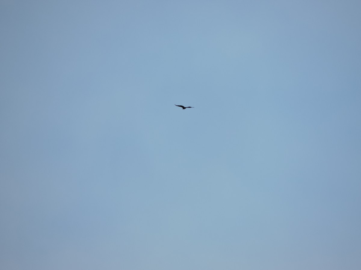 Black Vulture - ML645589273