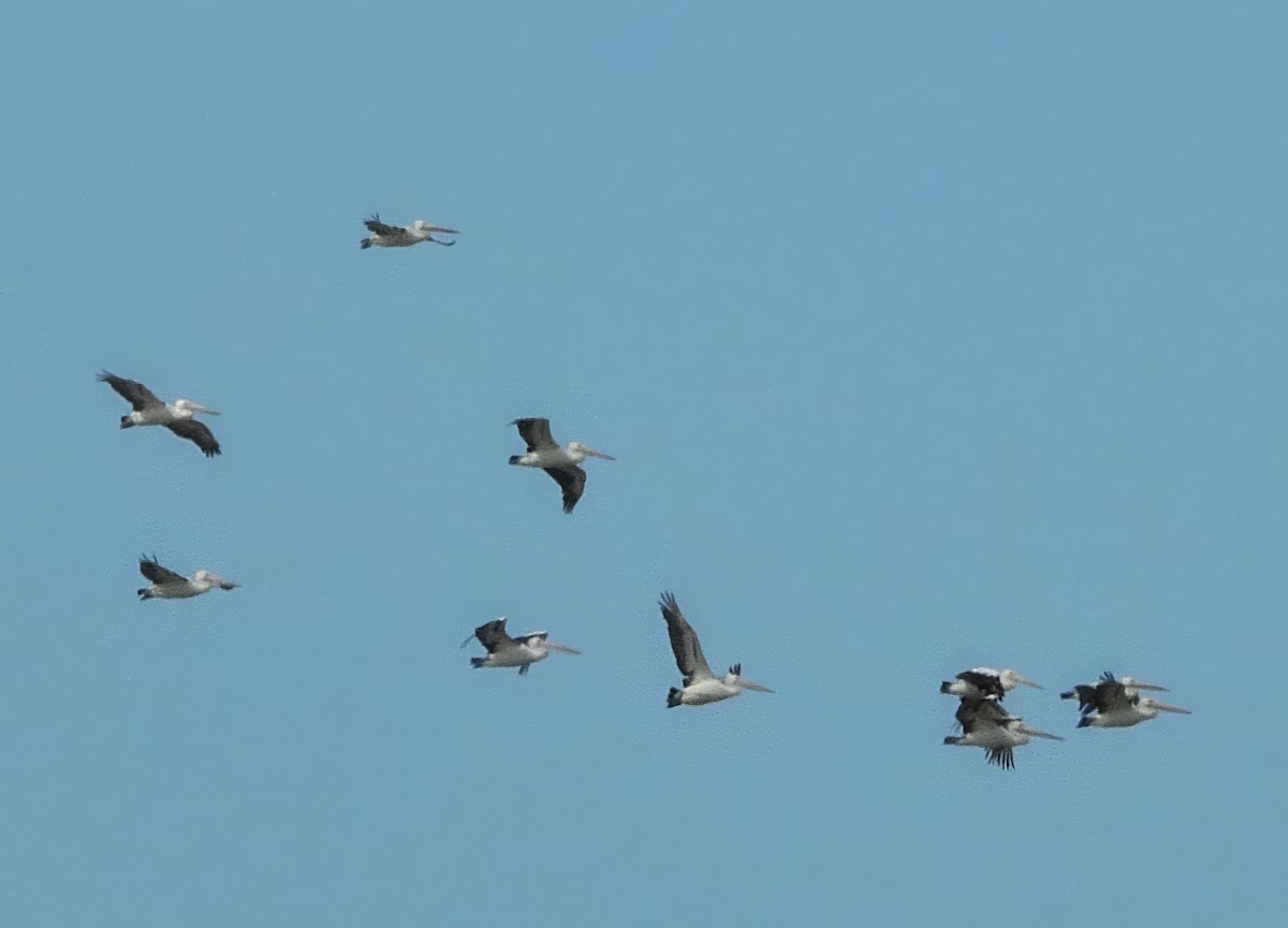 Australian Pelican - ML645589274