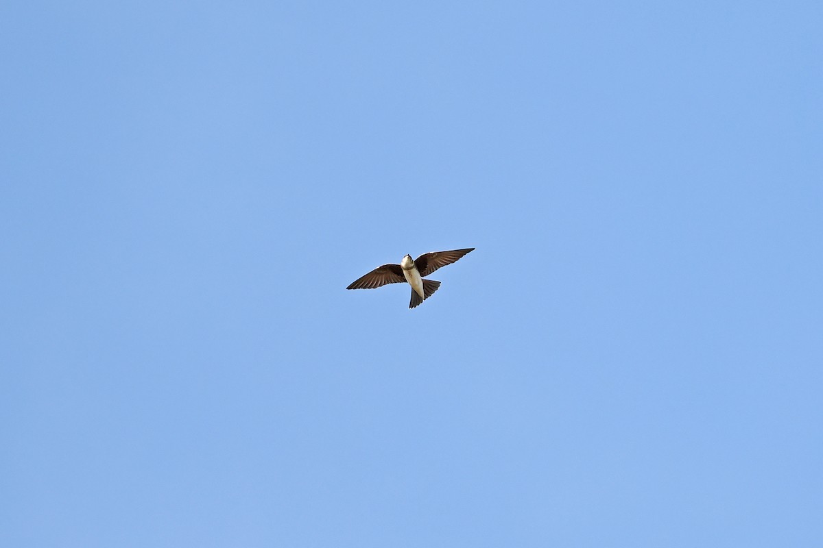 Brown-chested Martin - ML645589275