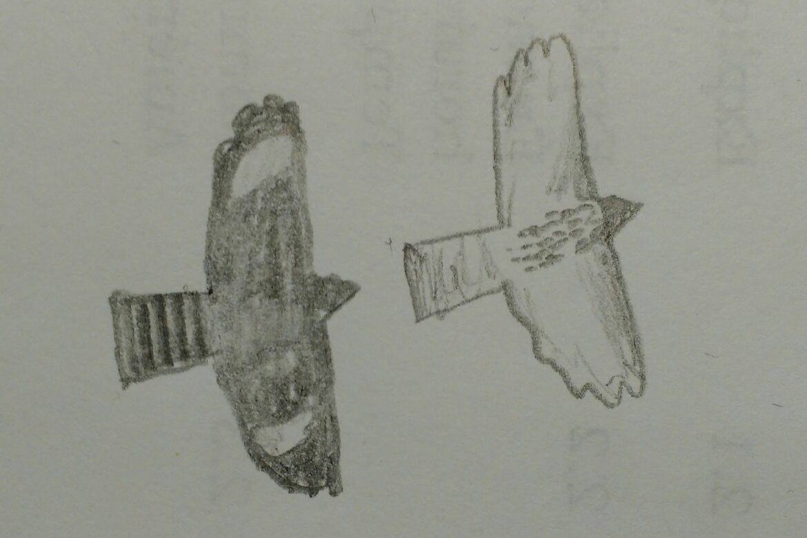 Red-shouldered Hawk - ML645589276