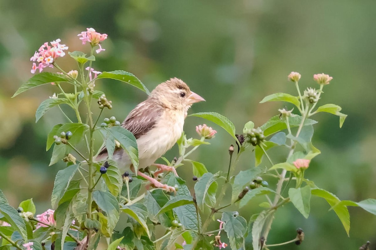 Baya Weaver - ML645589278