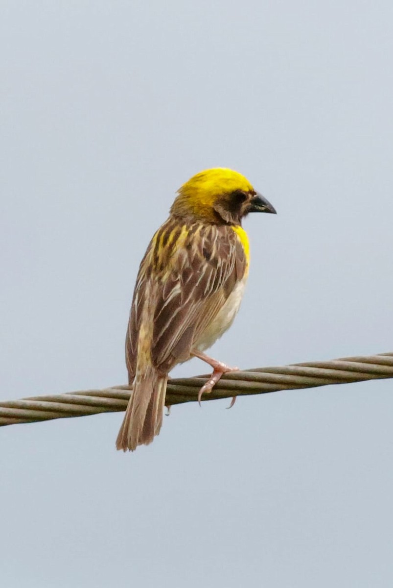 Baya Weaver - ML645589279