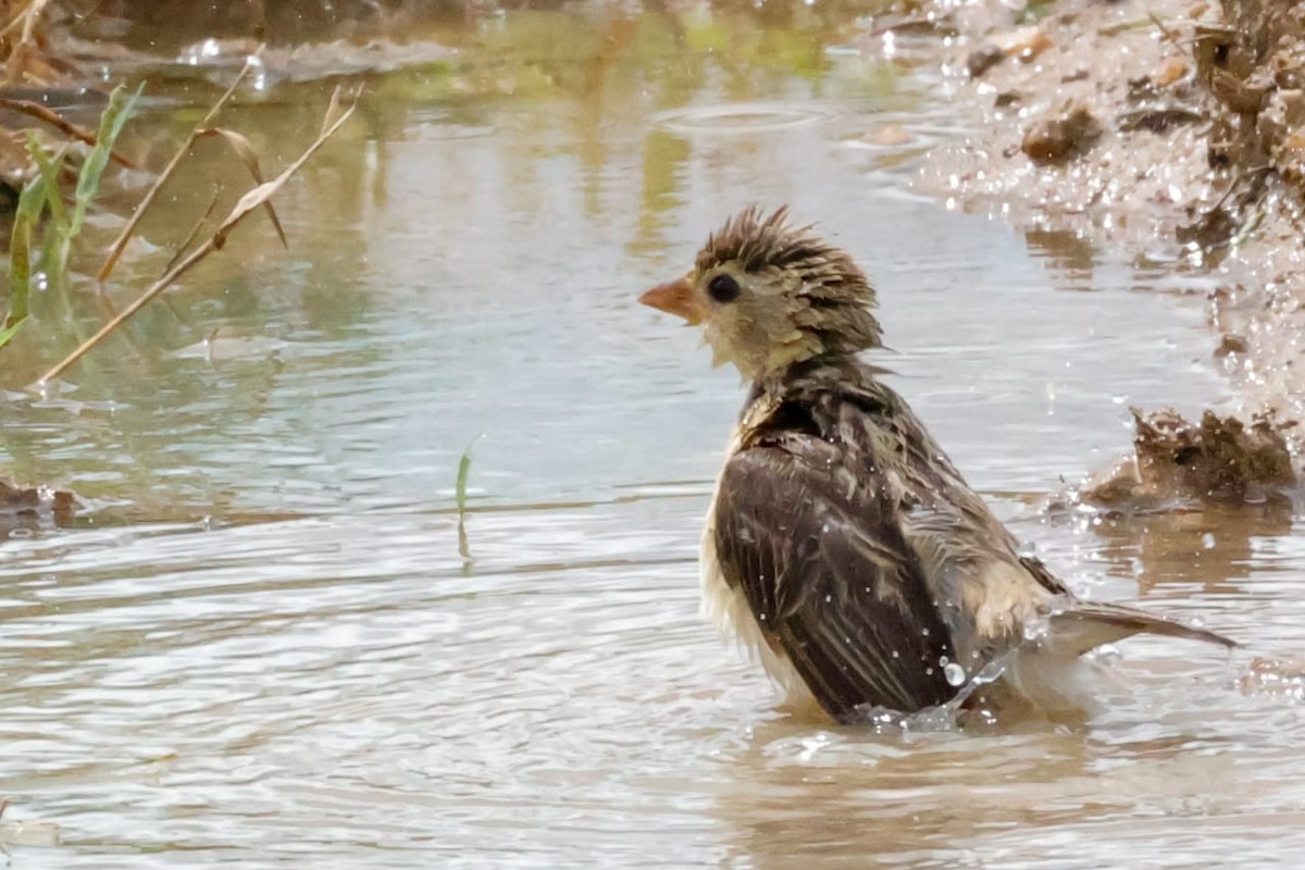 Baya Weaver - ML645589280