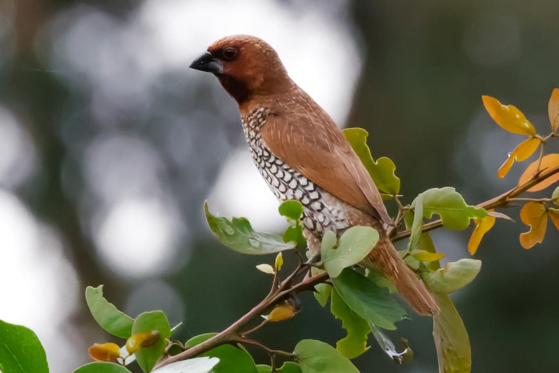 Scaly-breasted Munia - ML645589281
