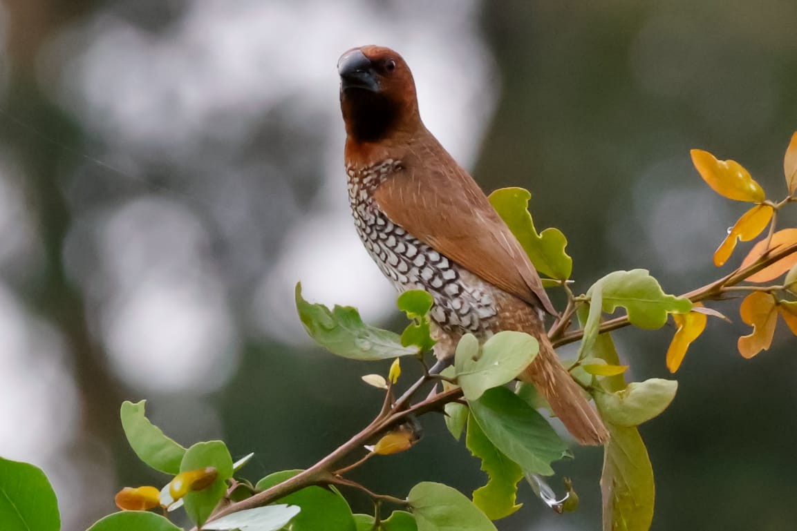 Scaly-breasted Munia - ML645589282
