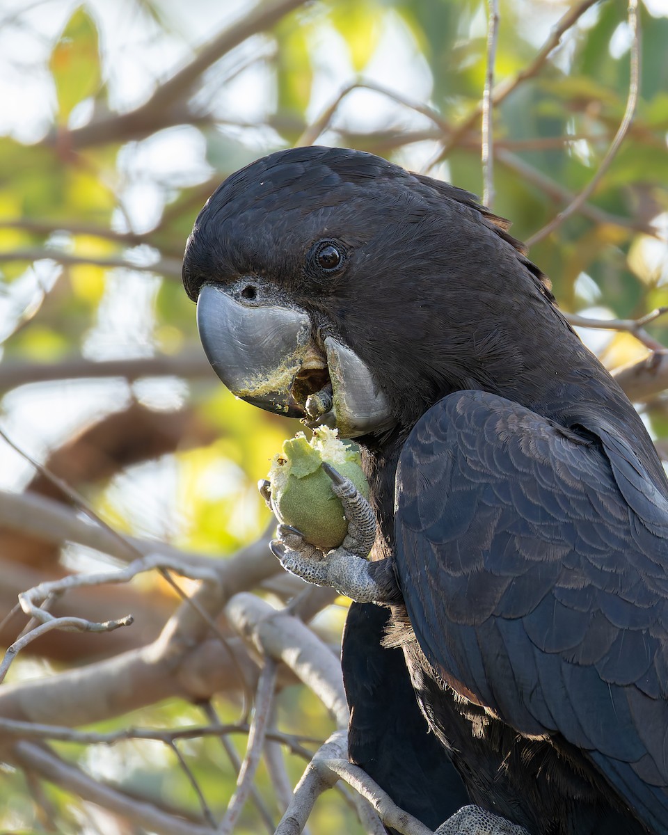 Red-tailed Black-Cockatoo - ML645589283