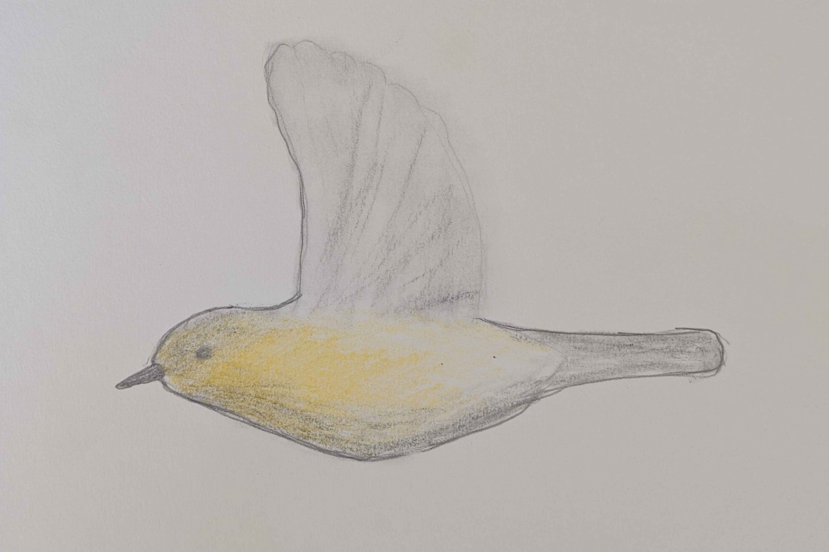 new world warbler sp. - ML645589285