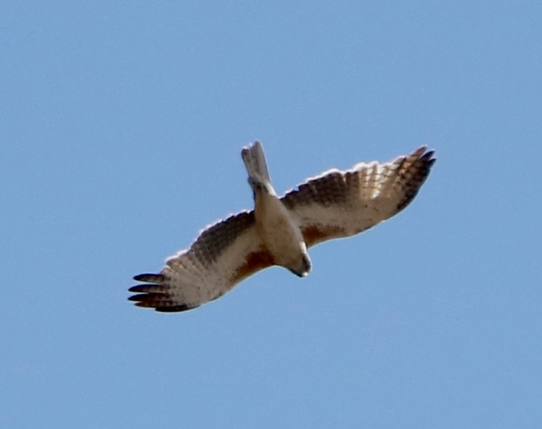 Kaninchenadler - ML645589287