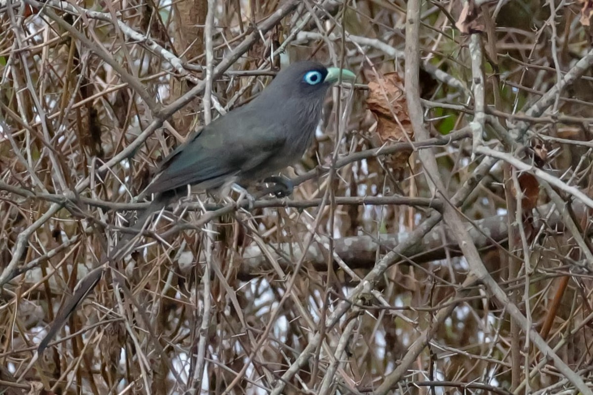 Малкога сірочерева - ML645589293