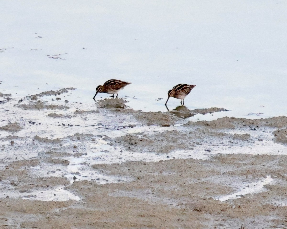 חרטומית ביצות - ML645589300
