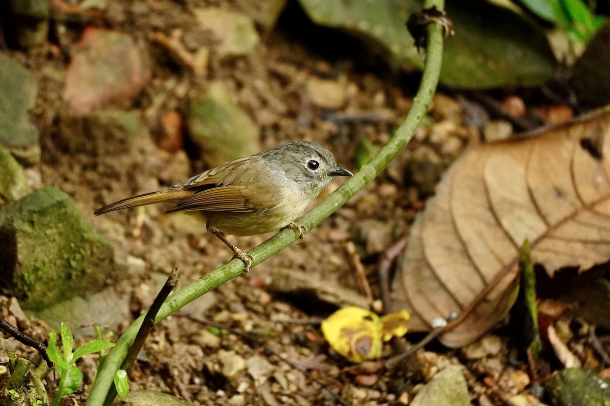 David's Fulvetta - ML645589304