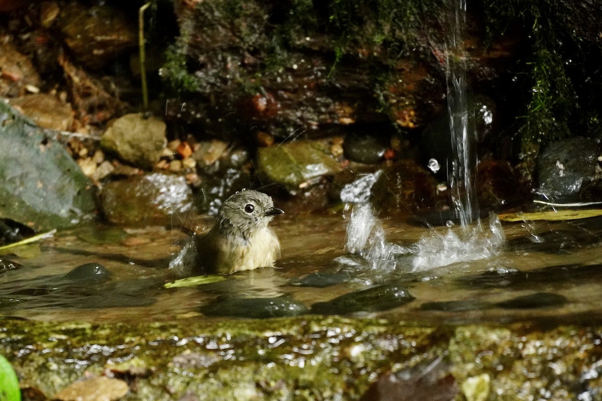 David's Fulvetta - ML645589305