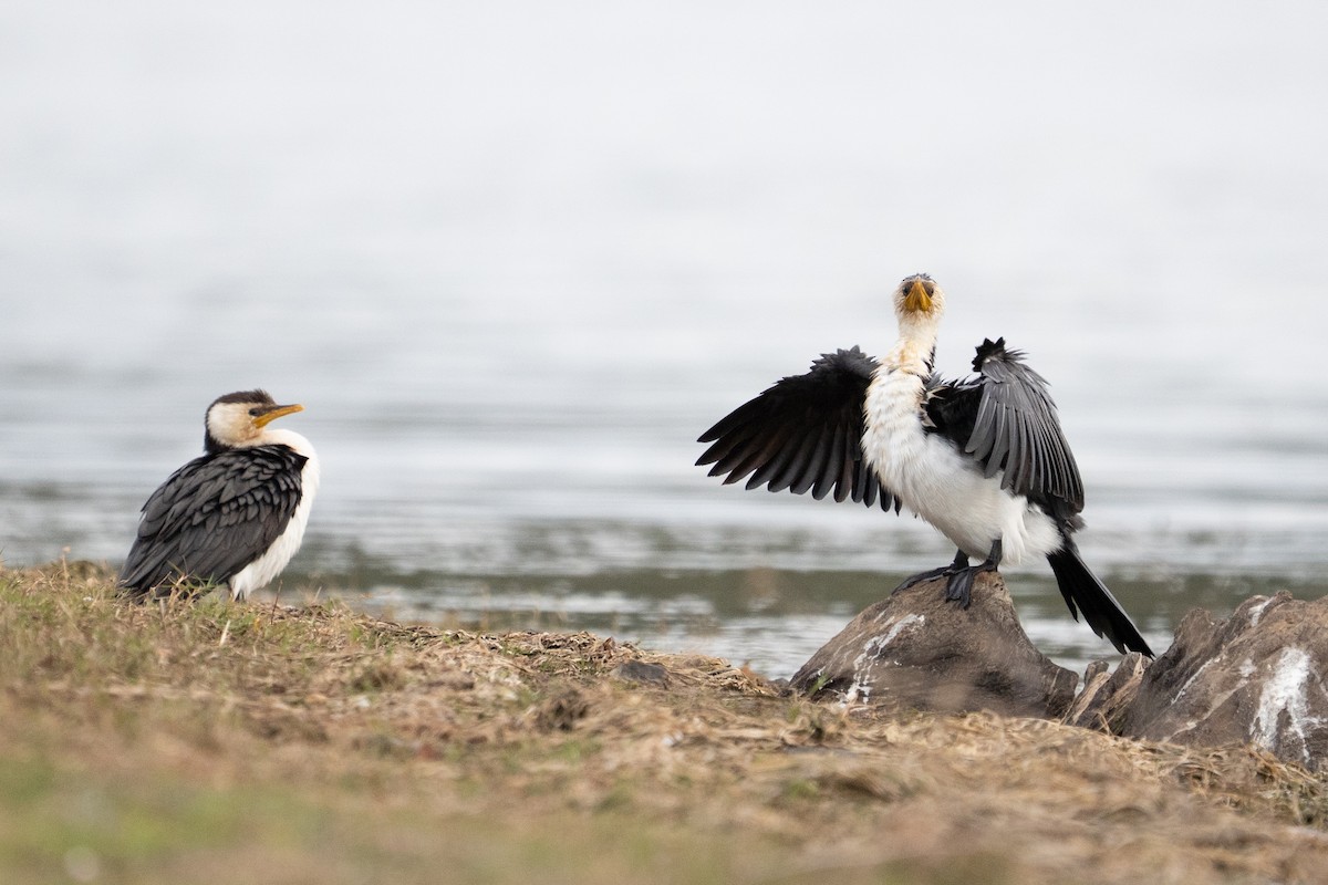 Kräuselscharbe - ML645589307