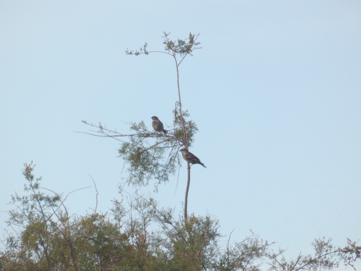 Haussperling - ML645589308