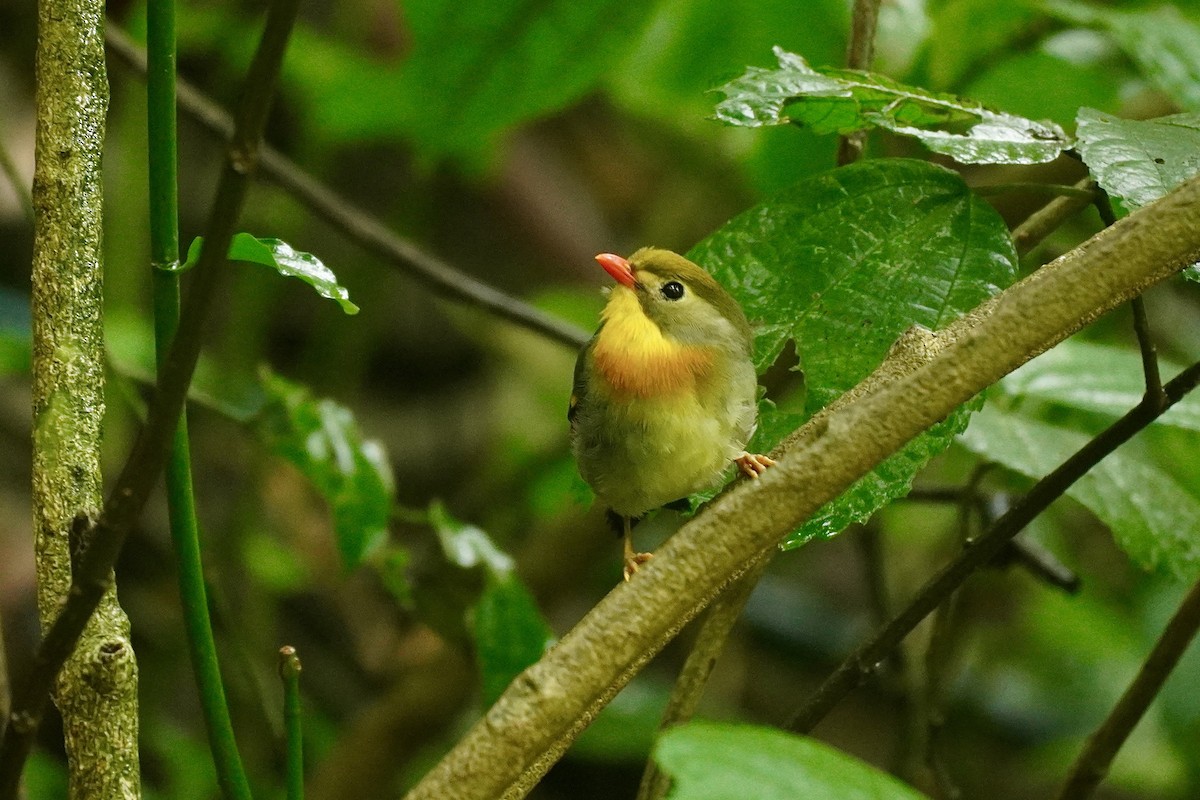 Rotschnabel-Sonnenvogel - ML645589310
