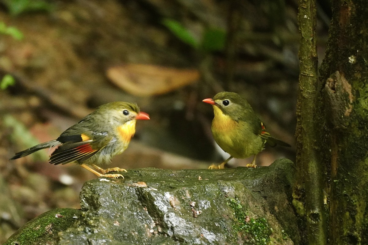 Rotschnabel-Sonnenvogel - ML645589311