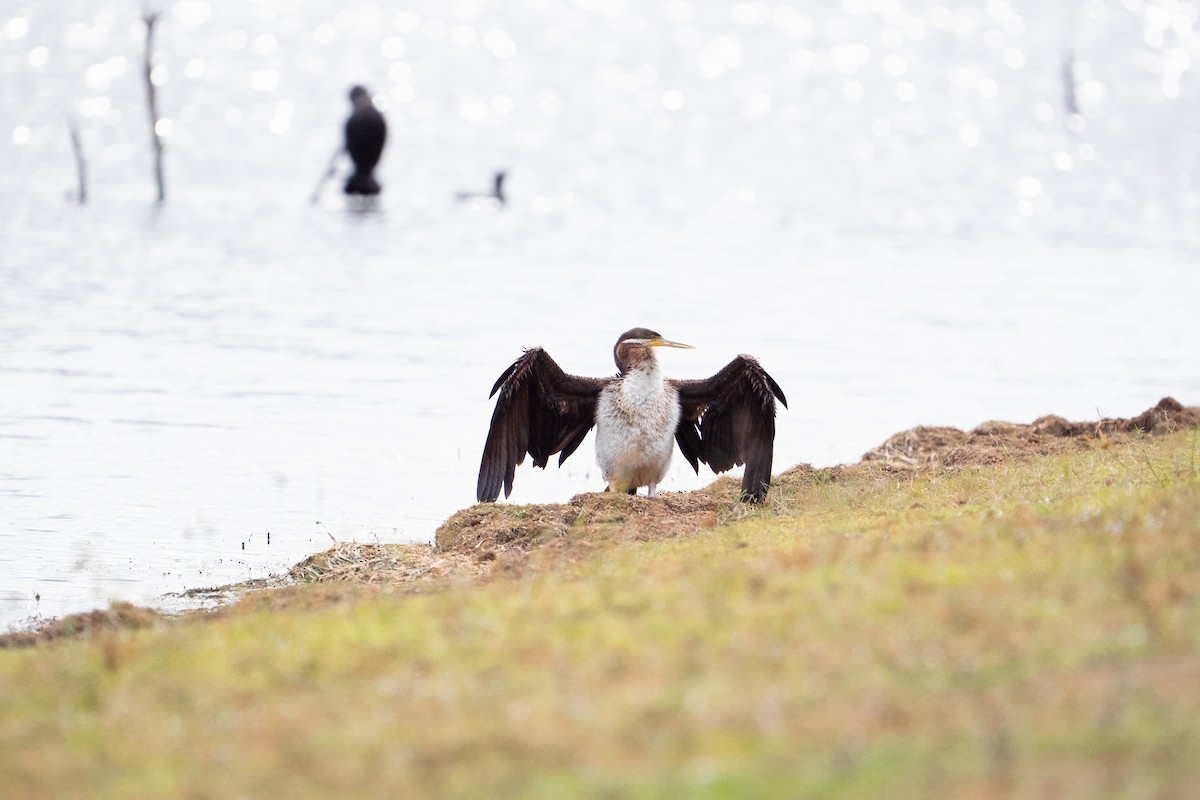 Austral-Schlangenhalsvogel - ML645589312