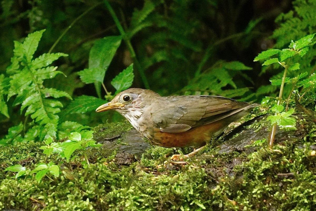 Schwarzbrustdrossel - ML645589316