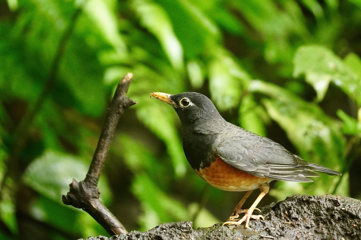 Schwarzbrustdrossel - ML645589317