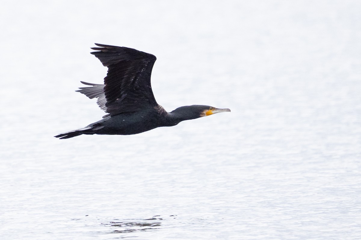 Kormoran - ML645589319