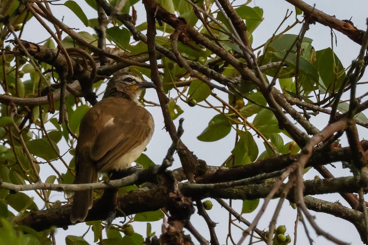 Weißbrauenbülbül - ML645589321