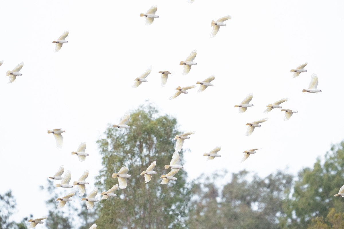 Nacktaugenkakadu - ML645589322