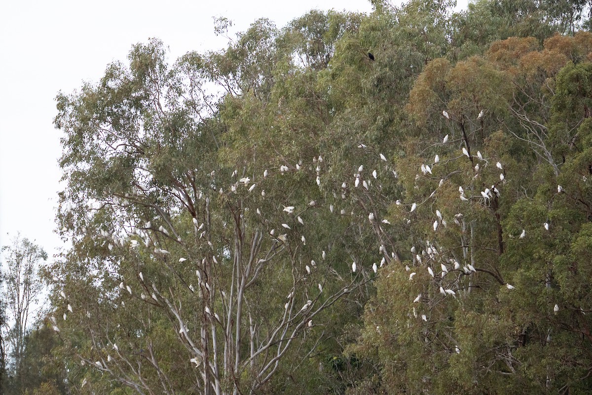 Nacktaugenkakadu - ML645589323