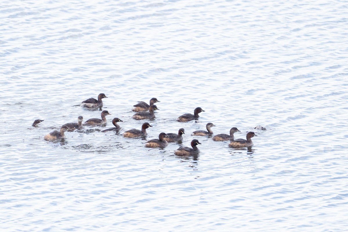 Australzwergtaucher - ML645589324