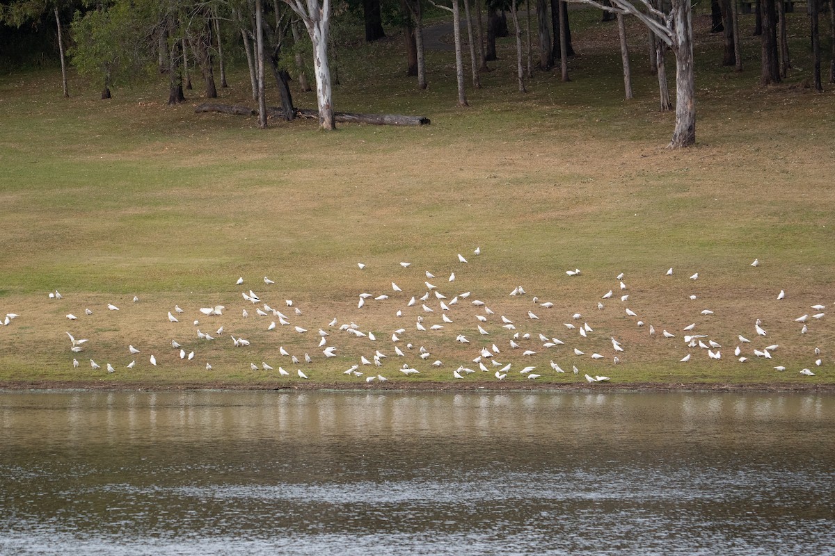 Nacktaugenkakadu - ML645589325