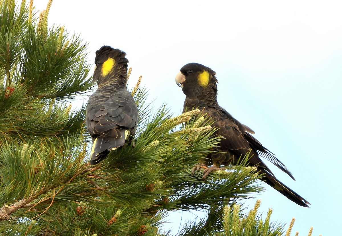 Gelbschwanz-Rabenkakadu - ML645589328