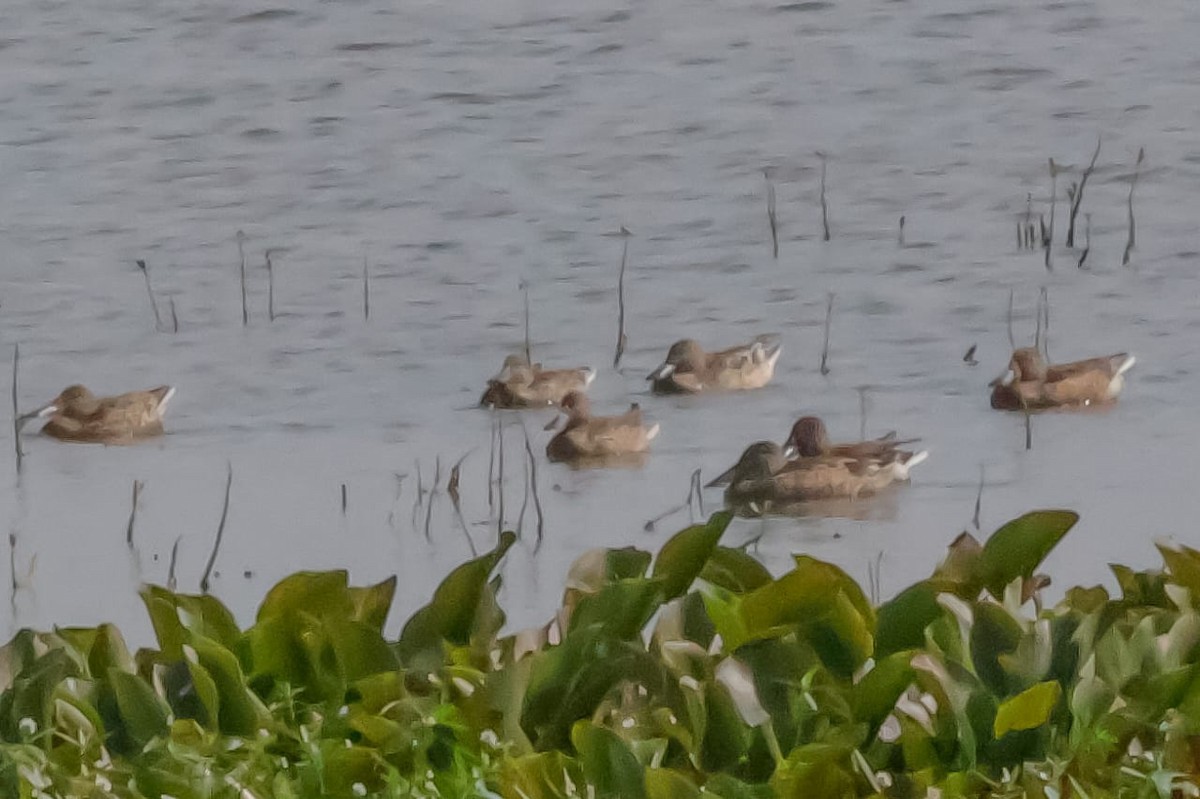 Löffelente - ML645589331