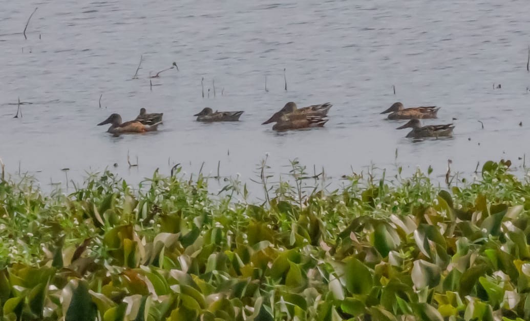 Löffelente - ML645589332