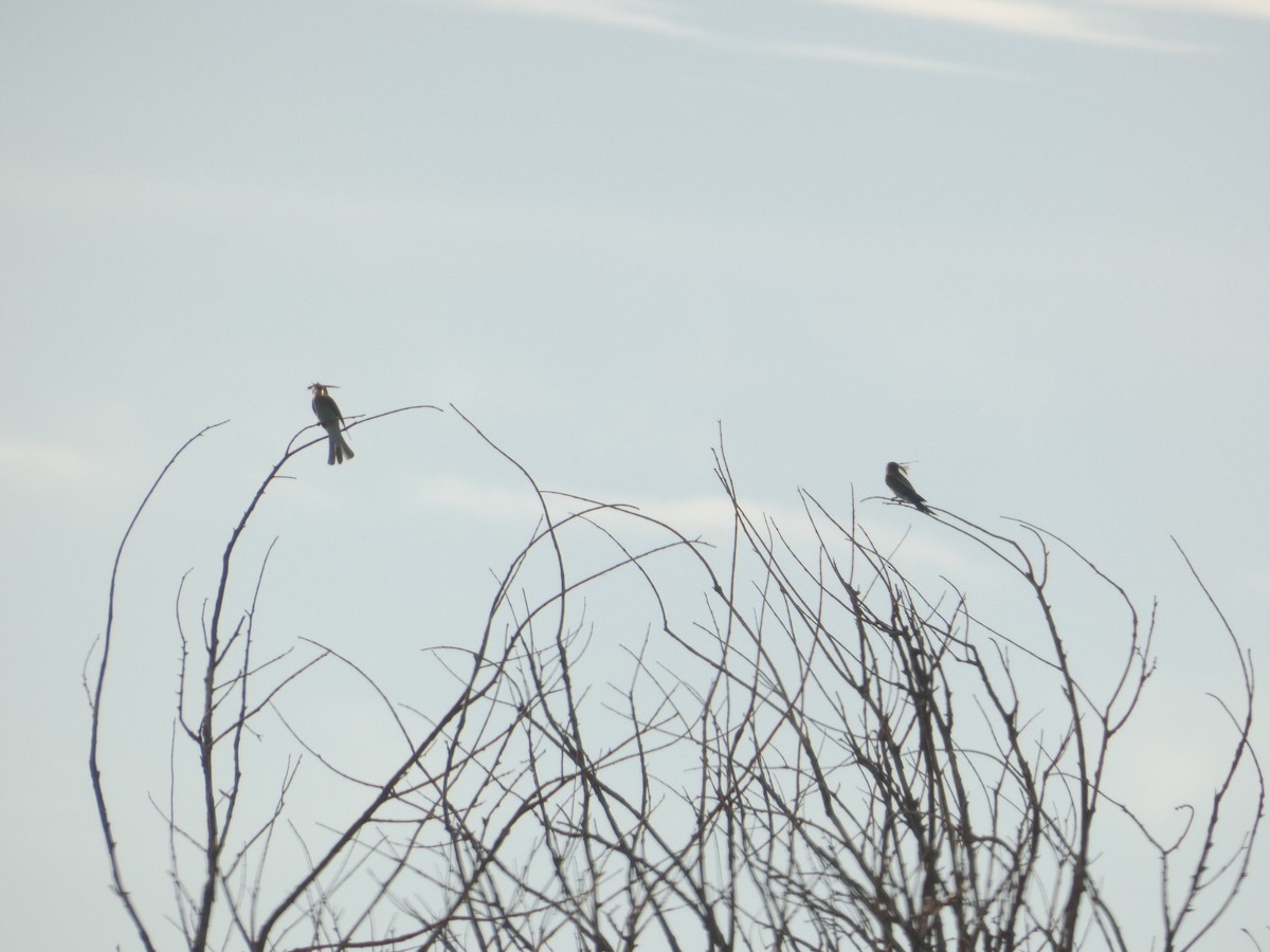 Rauchschwalbe - ML645589333