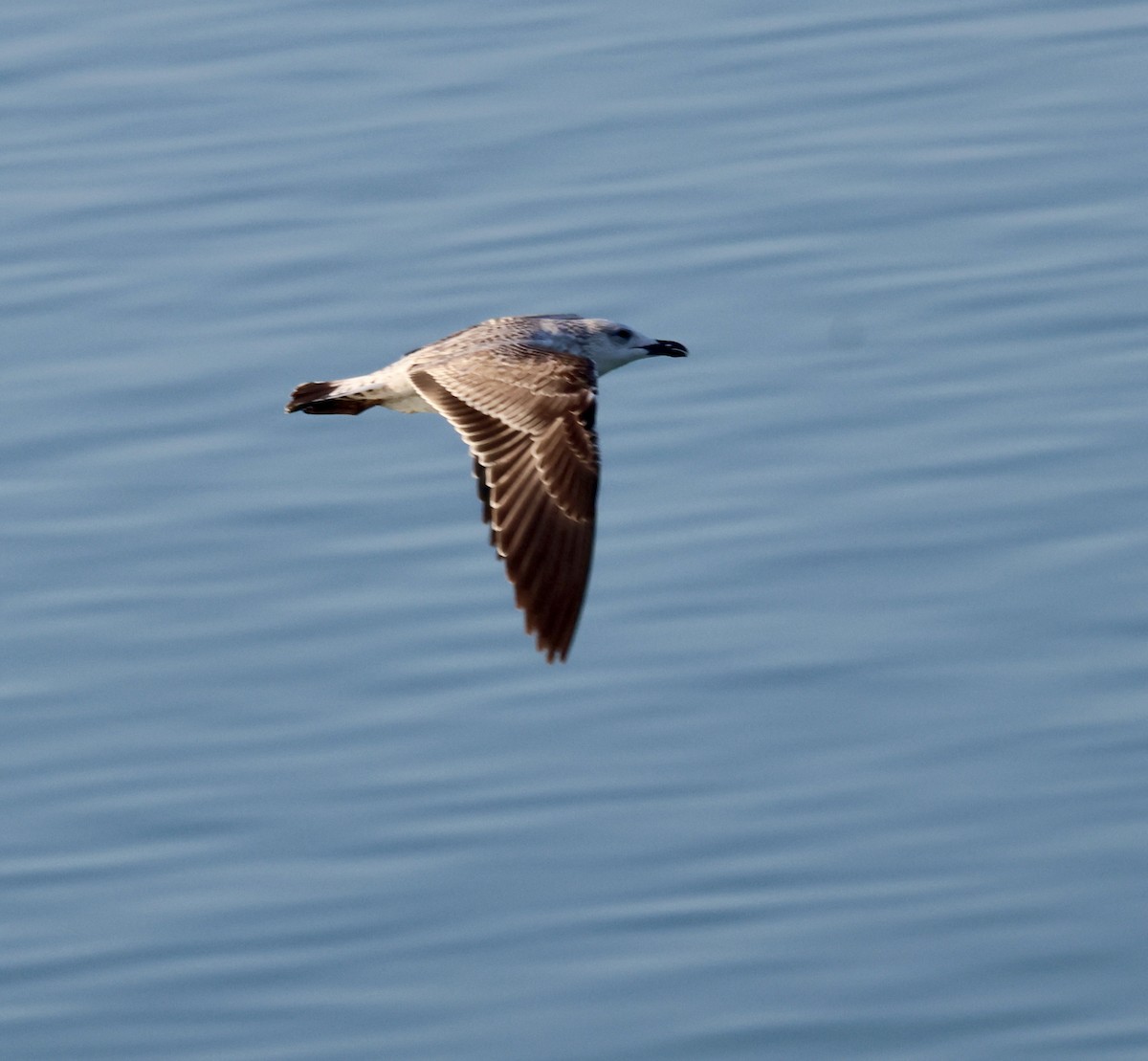 Steppenmöwe - ML645589334